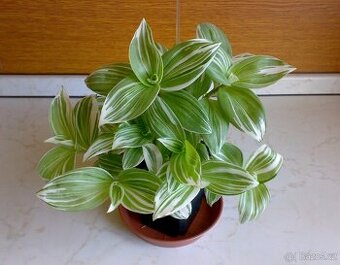 Tradescantia fluminensis „Albovittata“- zakořeněné řízky