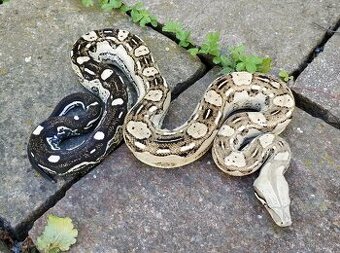 Boa imperator - Aztec Anery het VPI, VPI Jungle Aztec - 1