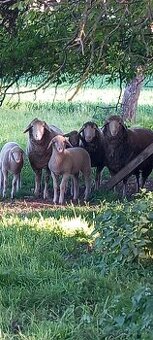 Ovce Merinolandschaf
