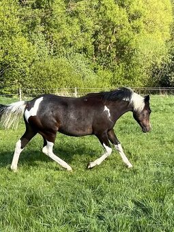 DOUBLE Homozygot Paint Horse APH