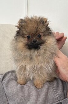 Pomeranian s PP FCI