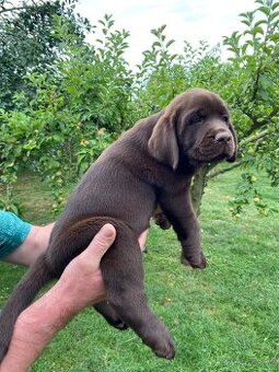 Štěňátko labradorského retrievera