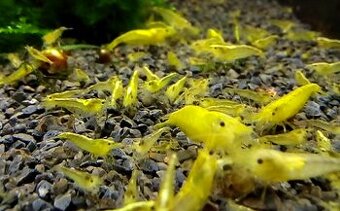 Krevetky Neocaridina Yellow Neon