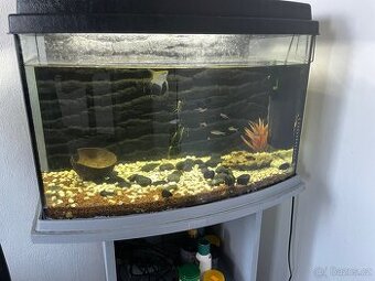 se slevou🐠 Velké akvárium cca 90l – komplet vybavení + ryby