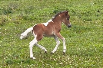 Letošní TOP hřebeček minihorse - MIEL Y