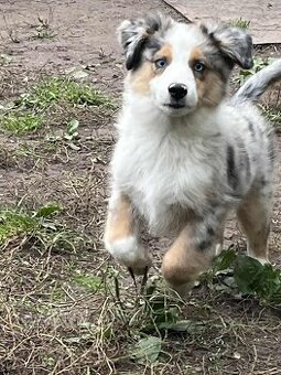 Miniaturní americký ovčák-  s PP v barvě blue merle - 1