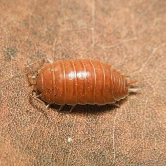 Isopod porcellio laevis orange