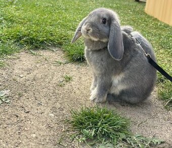 Králíček zakrslý beránek