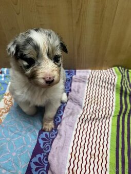 Australský ovčák bez PP