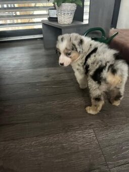 Australský ovčák bez PP