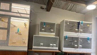 🐦 Prodám chovné klece s kanáry – kompletní chovná sestava