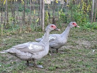 Kachny pižmové, pižmovky perlovošedá