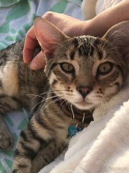 Bengálský kocourek