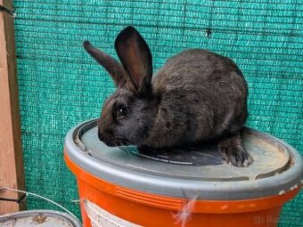 Naši králíci prodej ihned ❤️