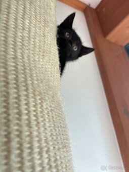 Kotě mainské mývalí Čertik a Čertina