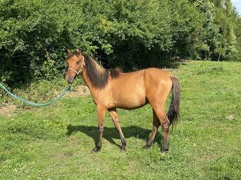 Hřebec/valach ČSP Pony v únoru dvouletý červený plavák