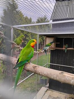 Papoušek Nádherný