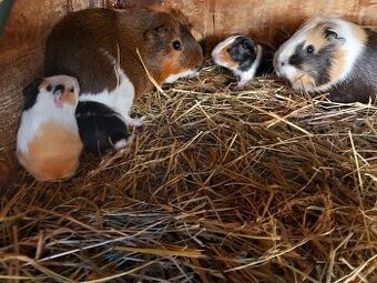 Hladkosrstá morčata