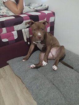 American Buly standard štěně