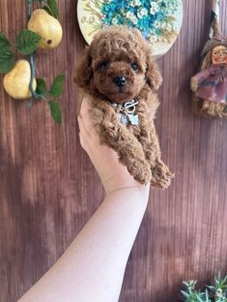 Neuvěřitelná  toy pudlí holčička P.P. FCI