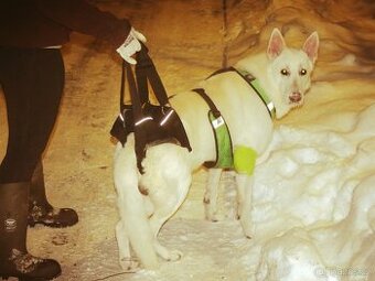 Postroj - podpora zadních nohou