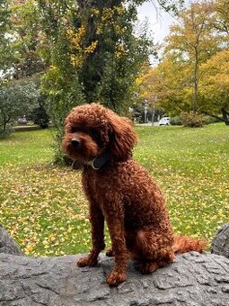 Hledáme něvěstu čínského trpasličího pudla