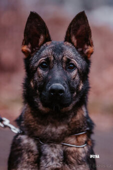 Nemecky ovcak fenka s PP do rodiny jako spolecnik