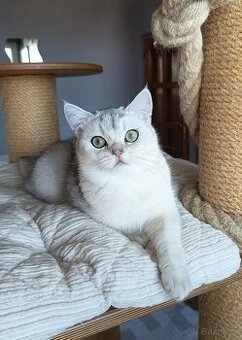 Britská shaded koťátka s PP