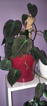 Philodendron micans