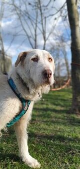 Krásná fenka k adopci - 1