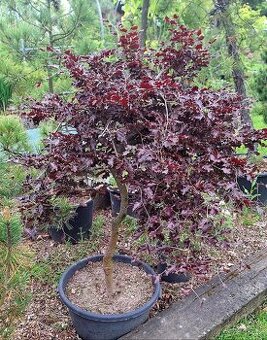 Buk - Fagus sylvatica "Rohan Weping" - 1