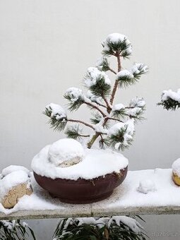 Borovice Osinatá (Pinus aristata) bonsai