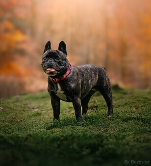 ZÁRUKA 2028- Sony A7 IV + Sigma 24-70mm + Sigma 85mm f/1.4