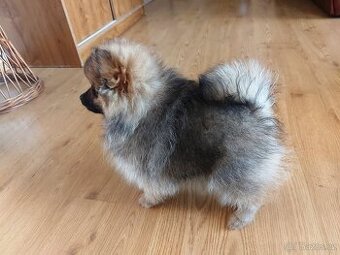 Špic, nemecký špic , Pomeranian