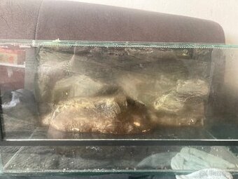 Terarium