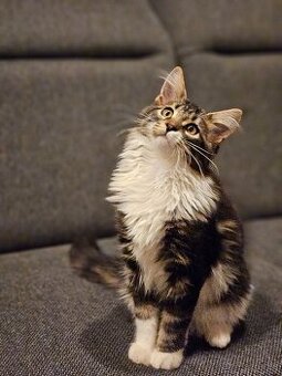 Mainská mývalí - kocourek bez pp k odběru