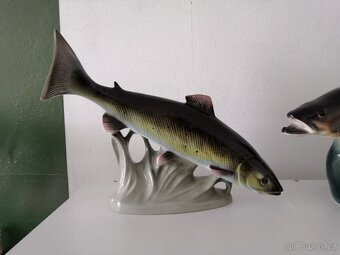 Ryby royal dux, jihokera