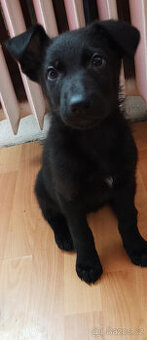 Německý ovčák -Fenka