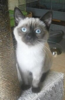 Temperamentní, hravá 3,5měsíční Elisabeth,