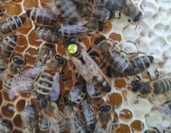 včelí oddělky 2026