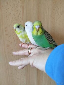 Prodám mladé andulky po vylétnutí z budky