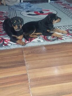 Prodam stěně rotvajler