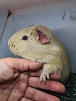 Morčata - 2 holky - 3 měsíce a rok - 1