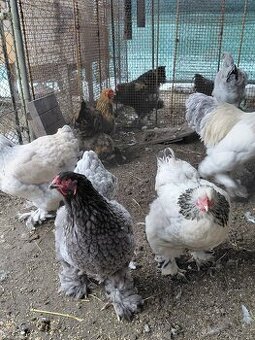 Kuřata brahmanky velké