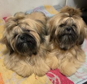 Štěňata Shih Tzu s doklady FCI