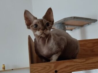 Roční kočička Devon Rexe s PP