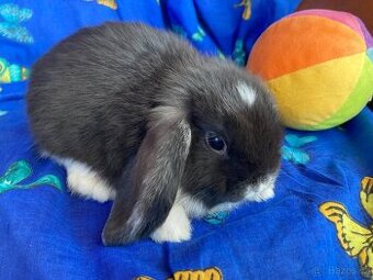 MIMINKA  roztomilých zakrslých beránků ML/ST - velká radost