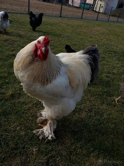 Brahman Kolumbijský Kohout