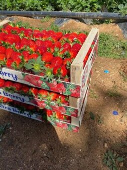 Jahody exclusiv stravberry