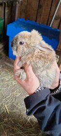 Zakrslý králík